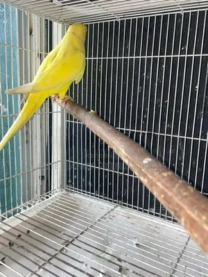 Yellow Indian Ring Male