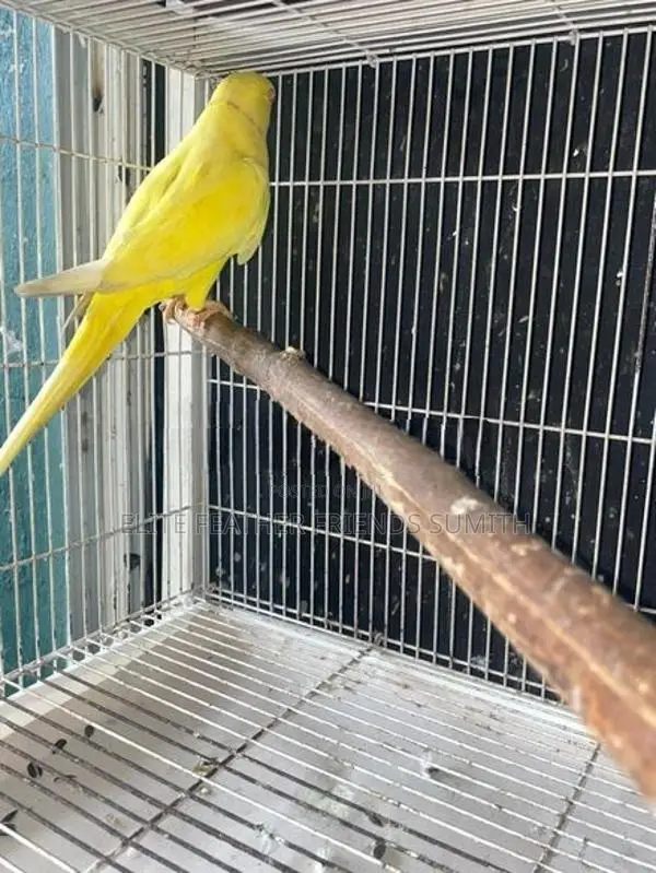 Yellow Indian Ring Male