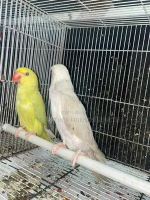 INDIAN RING NECK