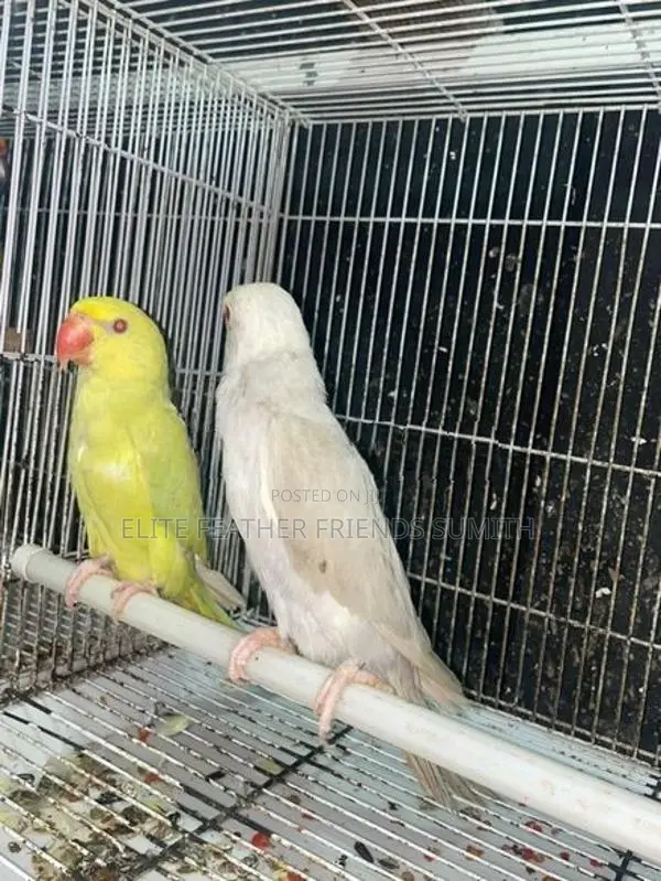 INDIAN RING NECK