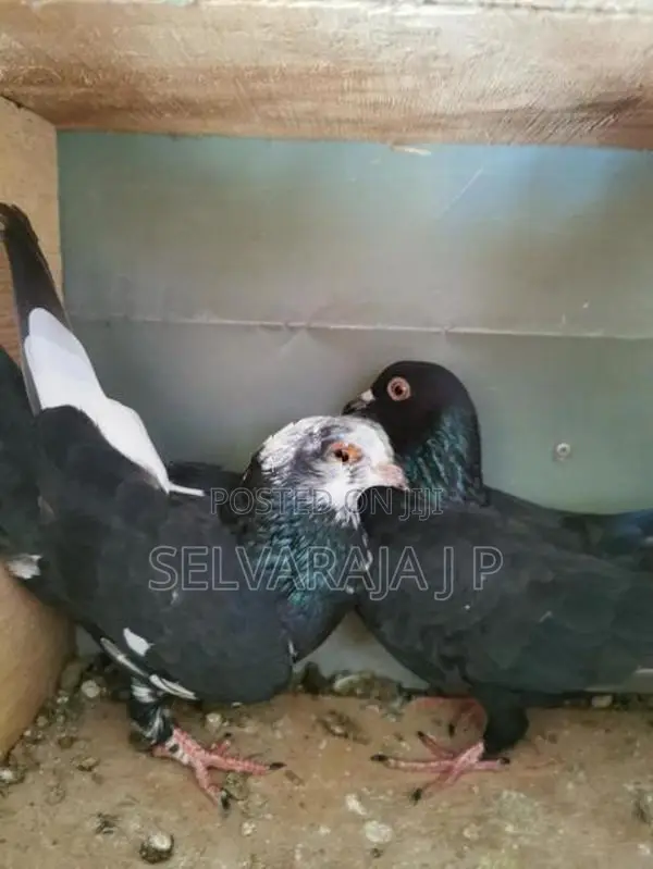 pigeons