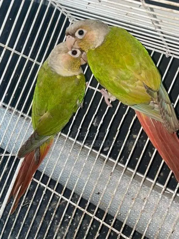 Pineapple Conure Breeding Pair