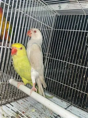 INDIAN RING NECK