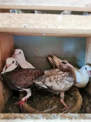 pigeons