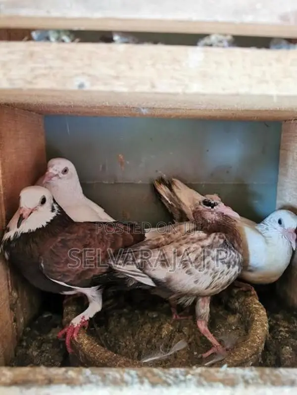 pigeons