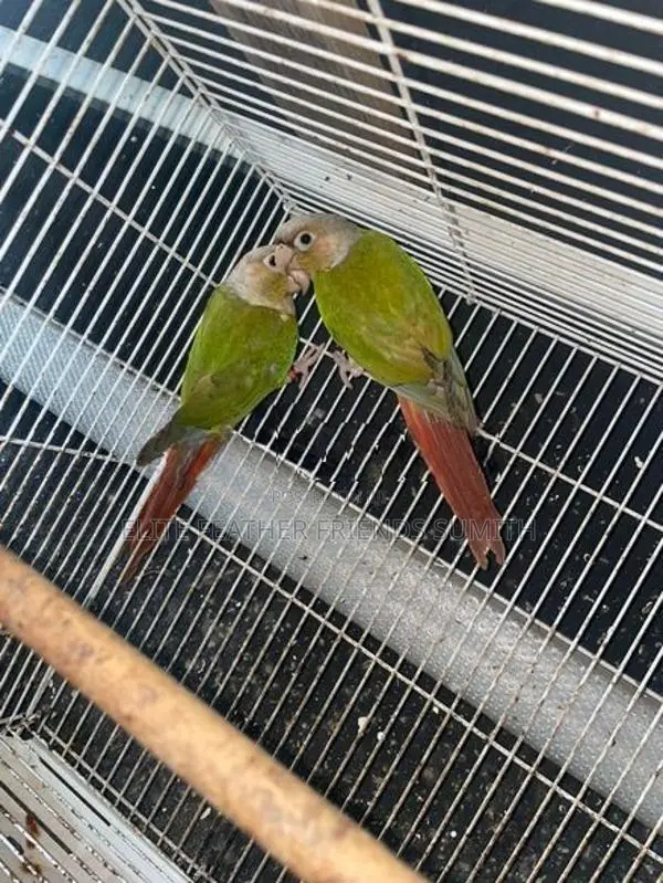 Pineapple Conure Breeding Pair
