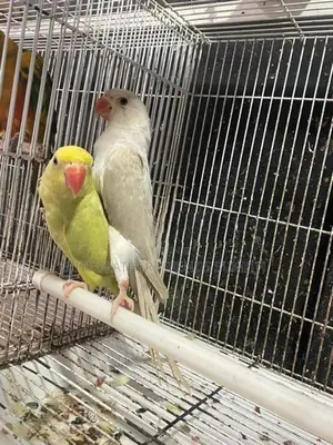 INDIAN RING NECK