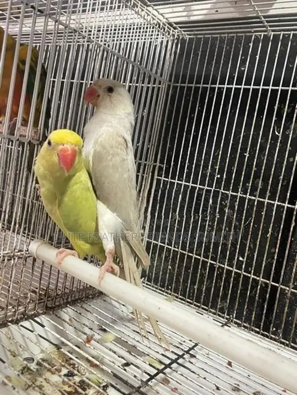 INDIAN RING NECK