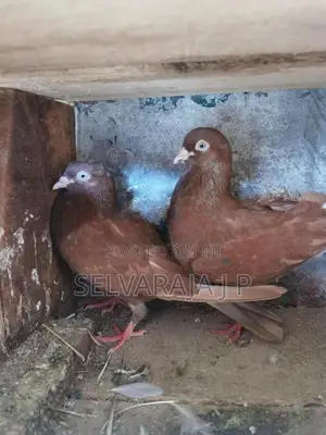 pigeons