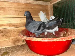 Timer Pigeon