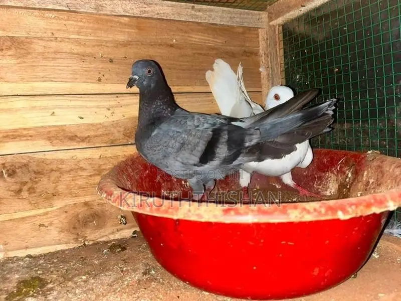 Timer Pigeon
