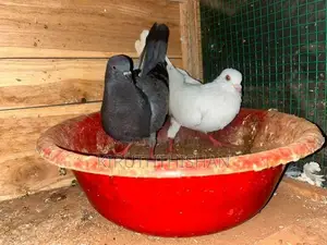 Timer Pigeon