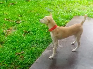 KIND DOG FOR HOME