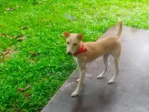 KIND DOG FOR HOME