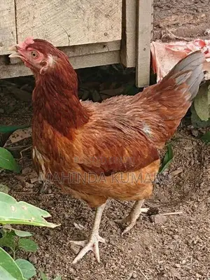Gam Kukullu