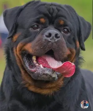 Rottweiler