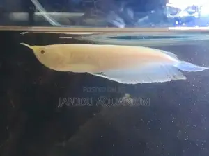 Albino Arowana