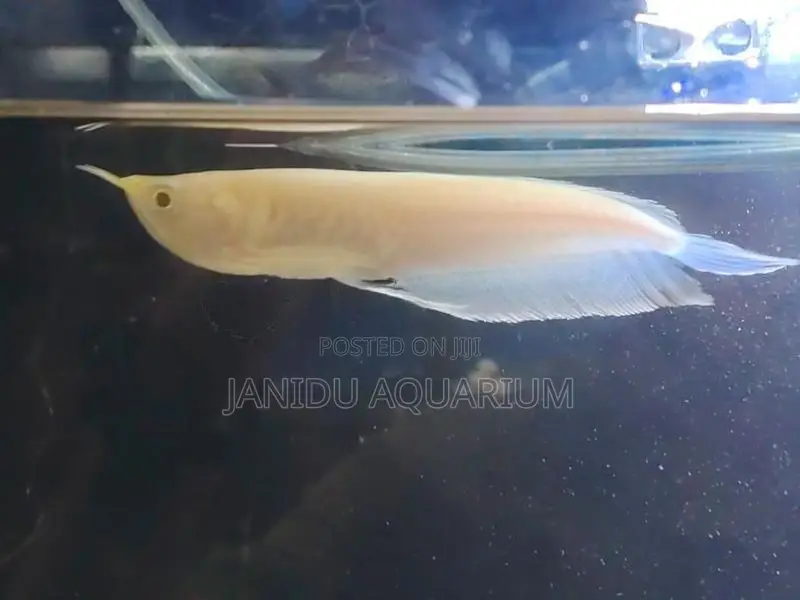 Albino Arowana
