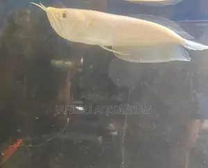 Alibino Arowana