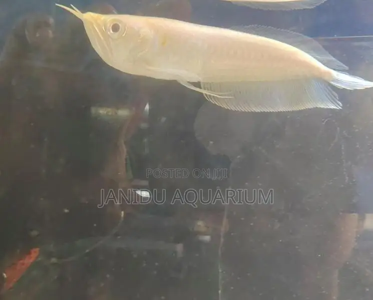 Alibino Arowana