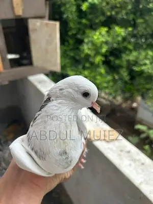 Timing Pigeon