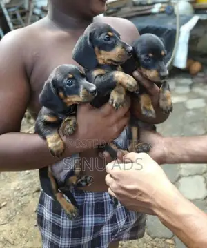 Dashound puppies