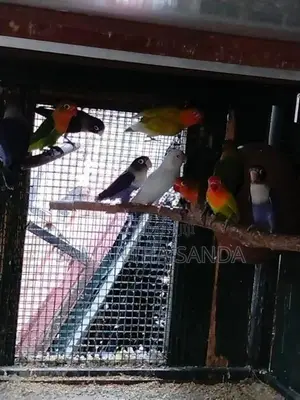 AFRICAN LOVE BIRDS