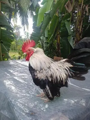 කොචින් කුකුල්ලු දෙක විකිණීමට