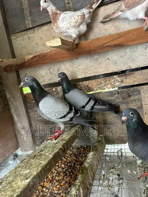 racing homer pigeon