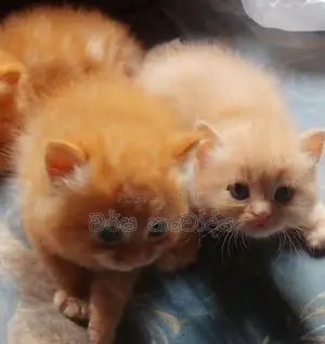 Persian Cat