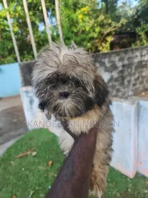 Shih Tzu Puppies