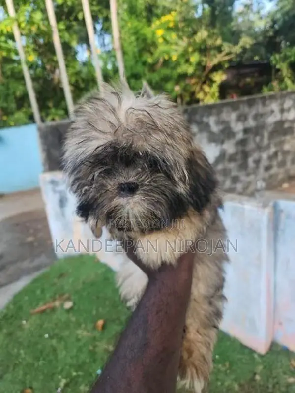 Shih Tzu Puppies