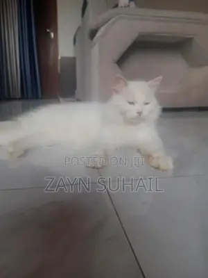 Persian Cat