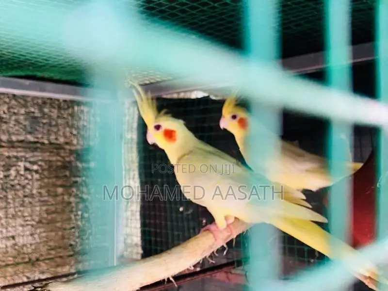 Cockatiel Birds