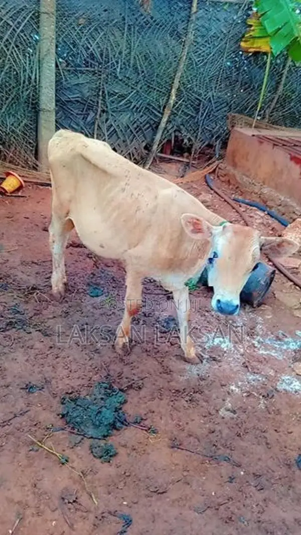 Milk Cows