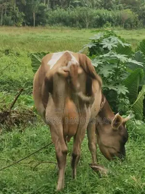 jarcyie cow