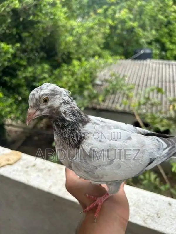 Timing Pigeon