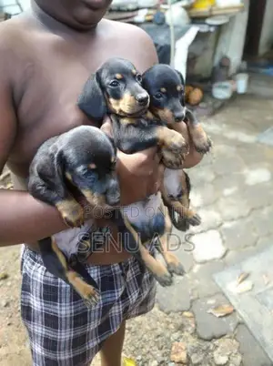 Dashound puppies