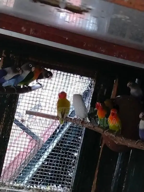AFRICAN LOVE BIRDS