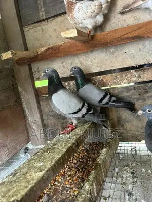 racing homer pigeon