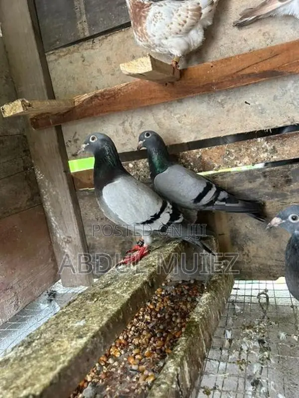 racing homer pigeon