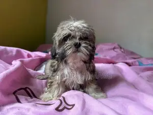 Shih tzu puppy