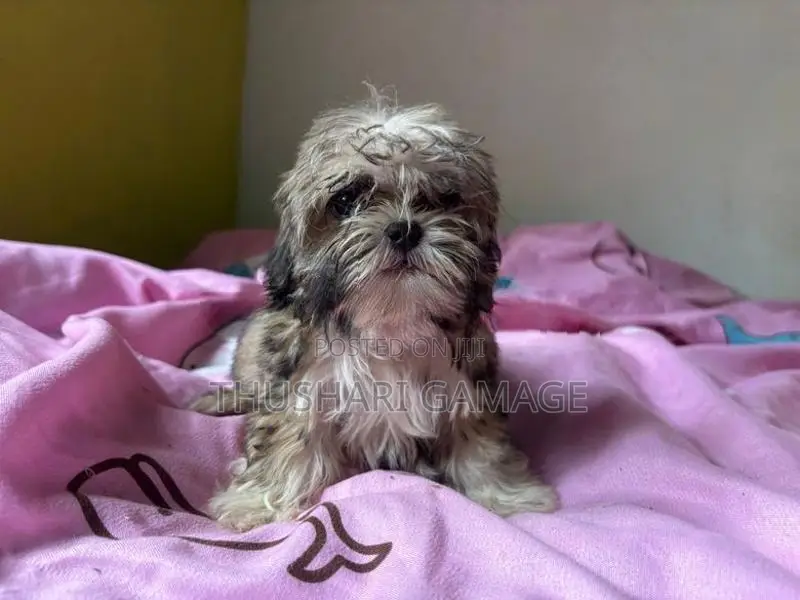 Shih tzu puppy