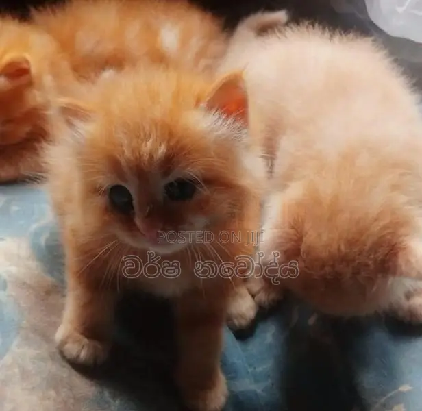 Persian Cat