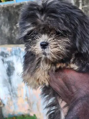 Shih Tzu Puppies