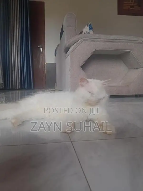 Persian Cat