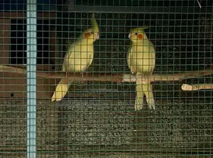 Cockatiel Birds