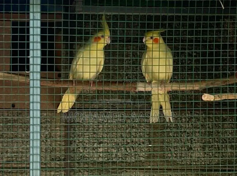 Cockatiel Birds