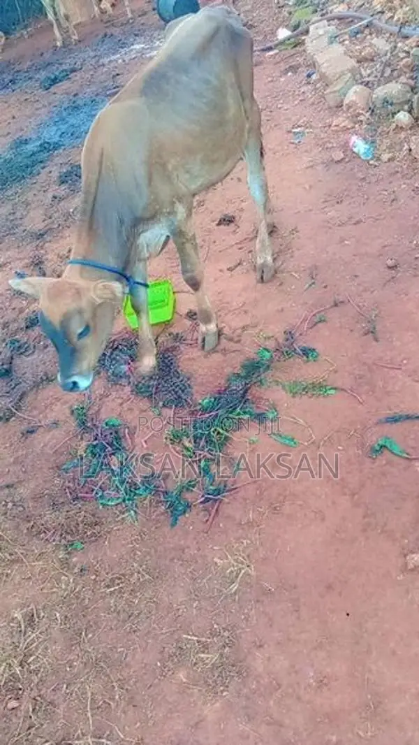 Milk Cows