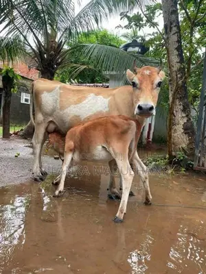 jarcyie cow